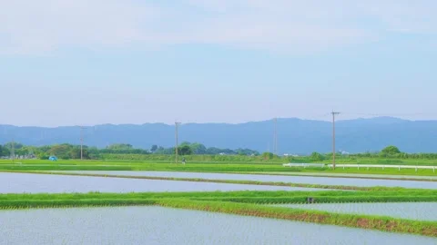 Layered rice paddy fields with utility poles and mountain background Stock Footage 337887433
