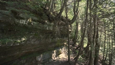 Layered Rock face and dense Forest Trees Stock Footage 166117819