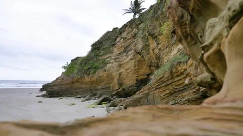 Layered Sandstone Cliff Topped by a Lone Palm Tree at Mompiche Beach Ecuador Видео 345852428