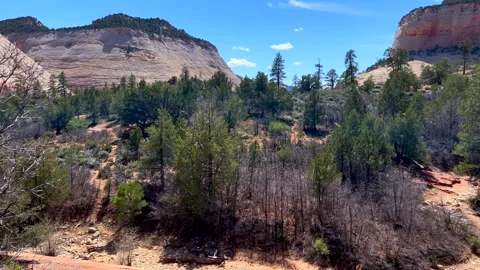 Layered sandstone domes rise behind sparse pine forest under spring sky. Winding Stock Footage 305569734