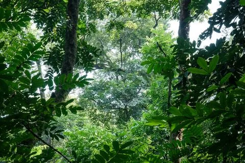 Layered Shrubs and Saplings in a Dense Tropical Forest Stock Photos