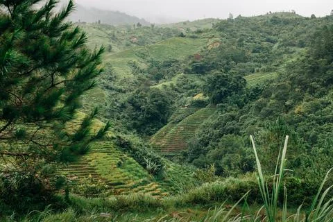 Layered terraced fields and pine trees in mountain valley Stock Photos