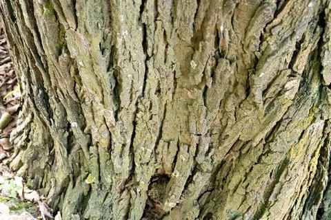 Layered Tree Bark Texture with Rough Vertical Detail Stock Photos