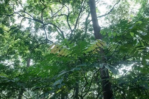 Layered Tropical Forest Canopy with Backlit Leaves from Below Stock Photos