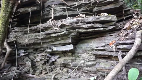 Layered view of an old stone cliff face with wild plant roots crawling 库存影片 344093784
