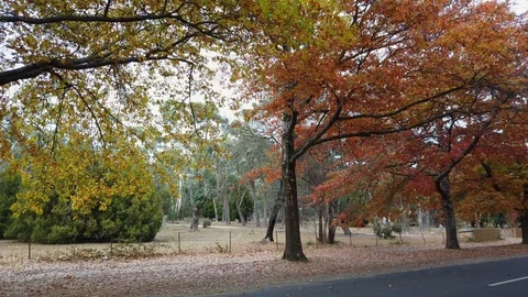 Layers of autumn tree Stock Footage 107078933