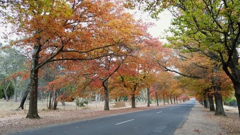 Layers of autumn tree Stock Footage 107078973