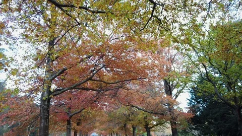 Layers of autumn tree Stock Footage 107078976