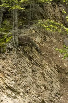 Layers of carpathian flysch Stock Photos