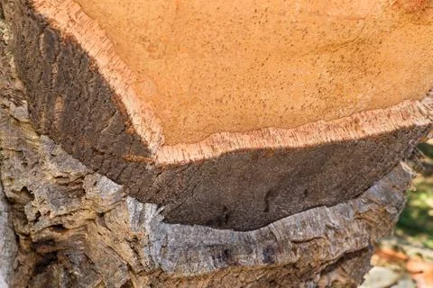 Layers with cork tree bark at tree trunk Stock Photos