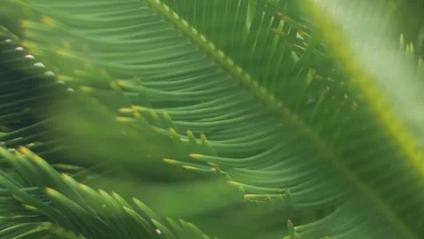 Layers of Dark Green Cycad Palm Fronds Stock Footage 327831719