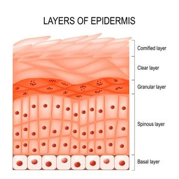 Layers of epidermis Stock Illustration