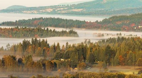 Layers of forest with fog in between Foto stock