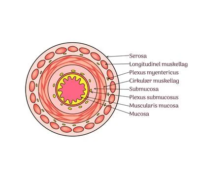 Layers of GI Tissue slice anatomy vector illustration with labels Illustrazione stock