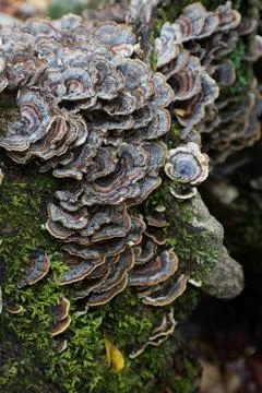 Layers of gray shelf mushrooms on a rotting tree trunk covered in green moss Stock Photos
