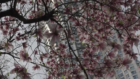 Layers of large pink blossoms pass overhead on a tree with a high rise build Stock Footage 241495730
