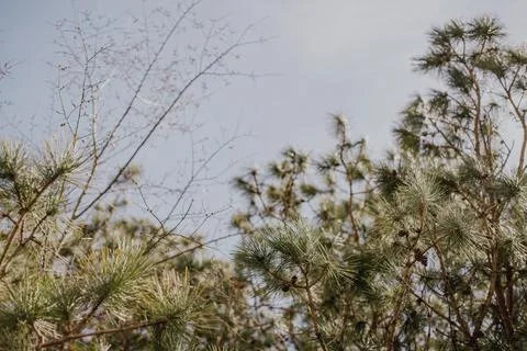 Layers of northern trees in spring time with blue sky in background Foto stock