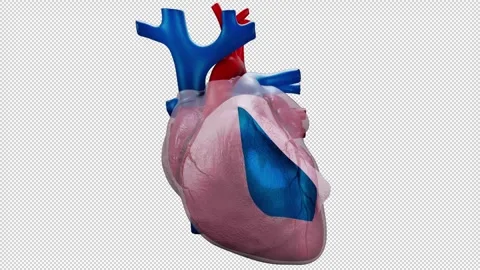 Layers of the Pericardium Stock Footage 263878820