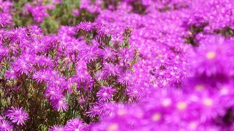Layers of purple vygie flowers at different distances 库存影片 80647525