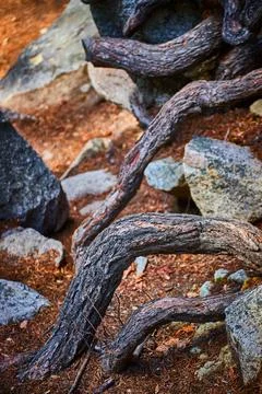 Layers of revealed tree roots through dirt and boulders Foto stock