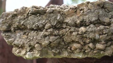 Layers of shellfish compressed in to stone and shell cemetery historic ancien Stock Footage 155454831