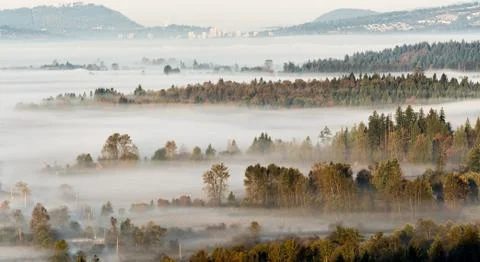 Layers of trees breaking through misty scene Foto stock