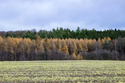 Layers of trees Stockfoto's