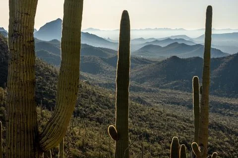 Layers of Tucson Mountain Range Behind Saguaro Cacti Fotos Stock