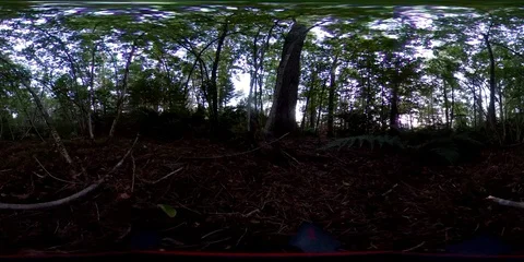 Laying alone at the forrest floor Stockbeeldmateriaal 94848036