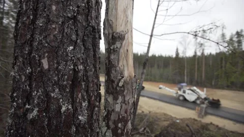 Laying asphalt, forest, tall pine Stock Footage 285134981