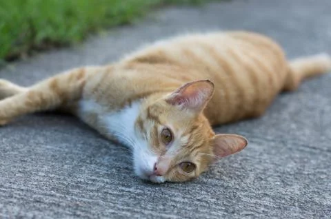 A laying cat Stock Photos