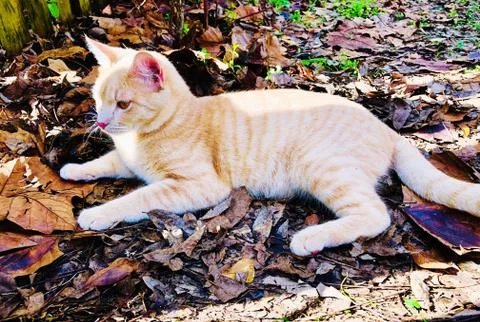 Laying Cat Stock Photos