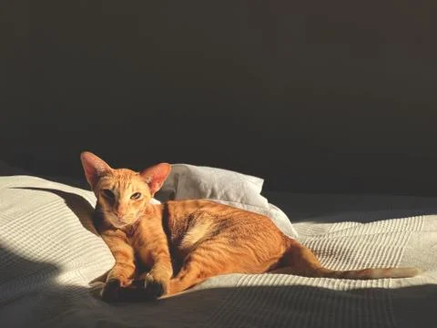 Laying cat Stock Photos