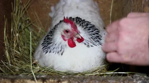 Laying chicken pecks hand. Stock Footage 45425956