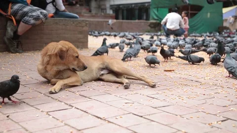 LAYING DOWN DOG Stock Footage 124885035