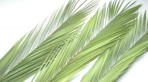 Laying Down Palm Branches Stock Footage 662668