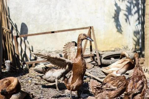 Laying duck Stock Photos