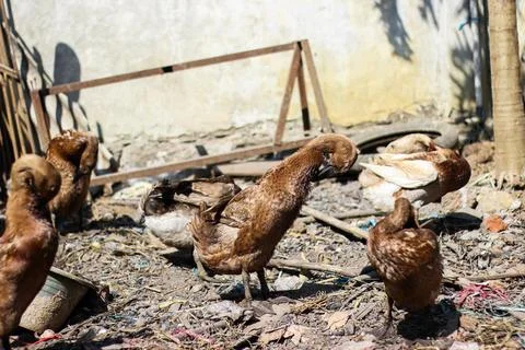 Laying duck Stock Photos