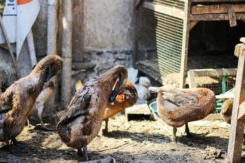 Laying duck Stock Photos