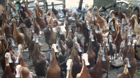 Laying Ducks in the breeding cage Stock Footage 218303123