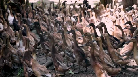 Laying Ducks in the breeding cage Stock Footage 218303175