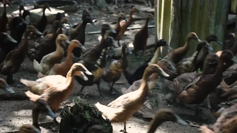 Laying Ducks in the breeding cage Stock Footage 218303176