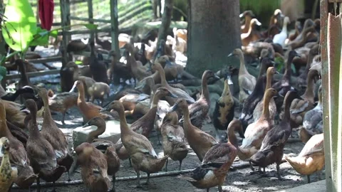 Laying Ducks in the breeding cage Stock Footage 218303199