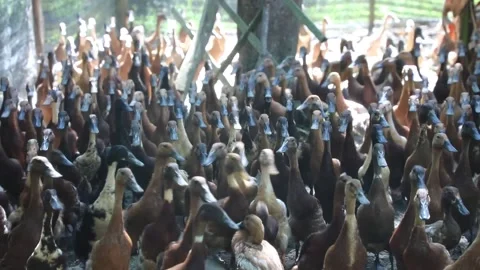 Laying Ducks in the breeding cage Stock Footage 218303209