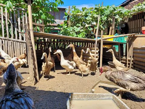 Laying ducks Stock Photos