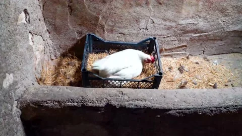 Laying egg process of four different hens with time lapse 動画素材 131885500