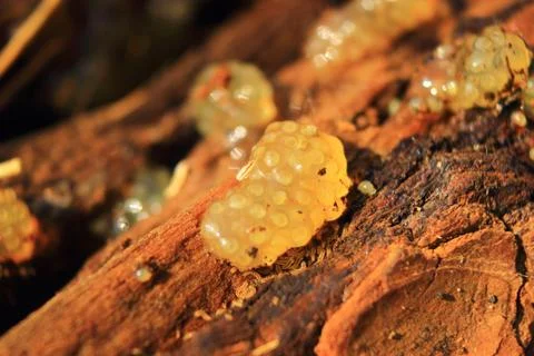 Laying eggs snail Stock Photos