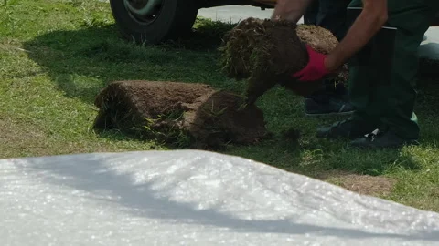 Laying Fresh Sod on Grass for Improving Landscaping Aesthetics and Environment Vidéo 280689257