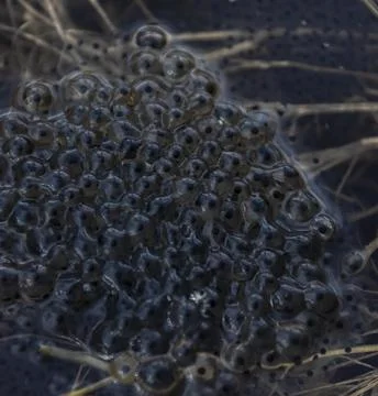 Laying frog eggs on the water surface in spring. Stock Photos