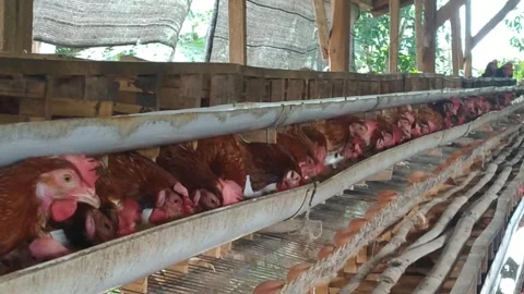 Laying Hen Eating Inside a Poultry Cage 库存影片 303626335